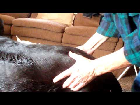 HOW TO REMOVE TREE SAP FROM DOG HAIR