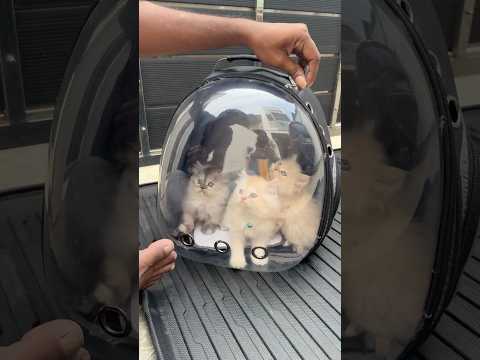 💥 Over அராஜகம் முடியல 😱 | எங்க Persian Cat குட்டி போட்டுடிச்சி 😍😍😍