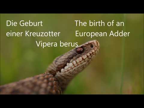 190816 Geburt Kreuzotter