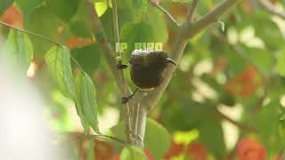 Download lagu Burung Sogon Sogok ontong Gacor Hutan Alam Liar MP3 @IPBIRDBANDUNG #sogon #sogokotong mp3 Download lagu Burung Sogon Sogok ontong Gacor Hutan Alam Liar MP3 @IPBIRDBANDUNG #sogon #sogokotong mp3