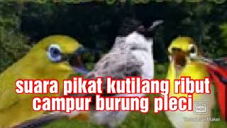 Download lagu suara pikat kutilang ribut kombinasi pleci ribut mp3 Download lagu suara pikat kutilang ribut kombinasi pleci ribut mp3