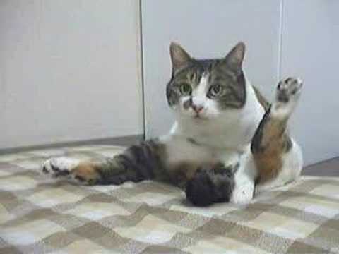 mike tora diary 2006-11-06