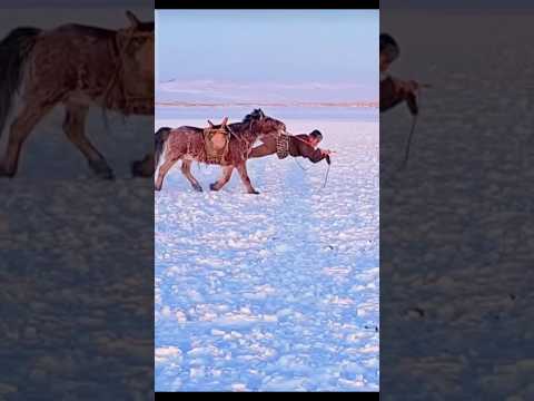 Fearless Rider Dragged Across the Ice by a Wild Horse