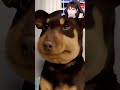 DOG STUNG BY BEE.. #Shorts