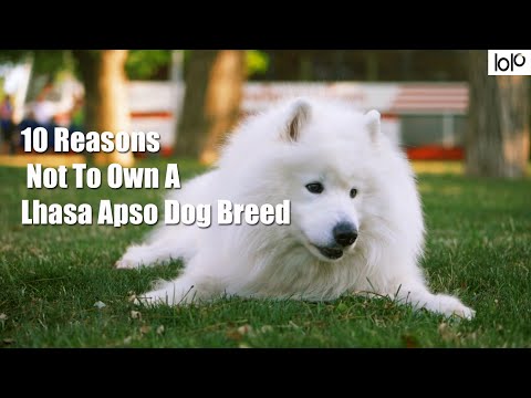 10 Reasons Not To Own A Lhasa Apso Dog Breed