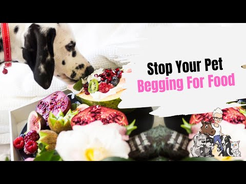 Episode 60: How to Stop Your Pets Begging For Food