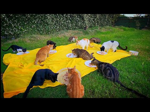 Transforming a park into a shelter for cats struggling on the streets