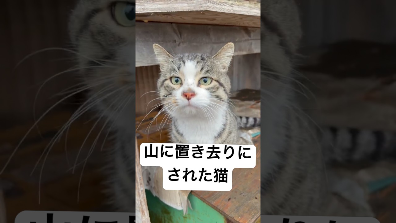 また山に置き去りにされた猫がいました。しん同様、山奥の知らない猫達の中に置いていかれた王ちゃん。私はこの様な出来事で悲しまない。私と出逢ってくれてありがとう、と王ちゃんに伝えました #猫を救いたい