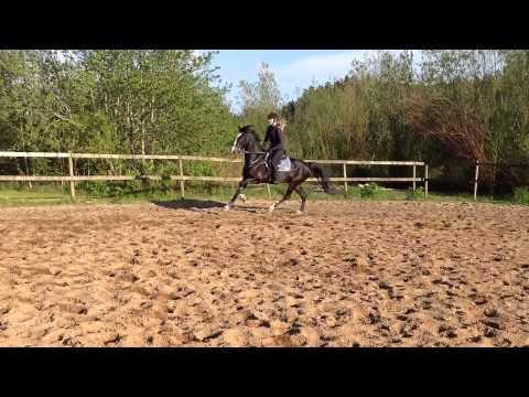 M&M Regina Sundblad jump 137cm easy, the pony 148 born 2008