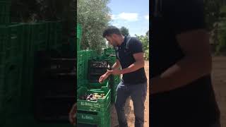 Supermarkt Yakhlaf verse vijgen uit Spanje