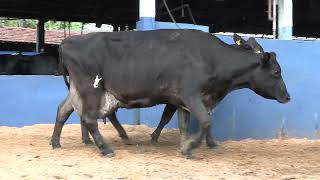 Vídeo 38 - 1ª ETAPA MEGA LIQUIDAÇÃO TOTAL AGROPECUÁRIA MARAJOARA - DIA 4 | GADO GIROLANDO E HOLANDÊS