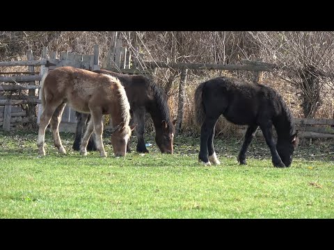Caii lui Mircea de la Cornesti, Cluj 12 - 2019 Nou!!!