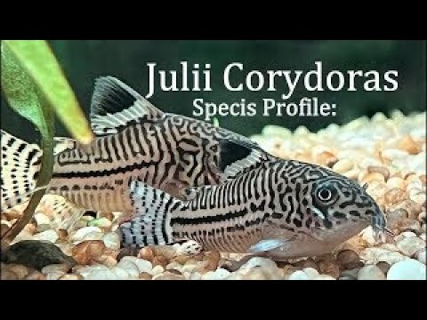 JULII CORY'S EVERYTHING YOU NEED TO KNOW | SPECIES PROFILE: