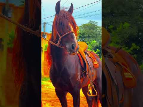 Deixa queimar 🔥😼, Edit Mangalarga Marchador, #vaiprofycaramba #cavalos #foryou
