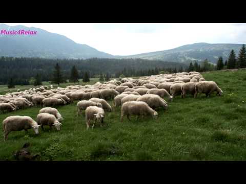 Music4Relax - Fujara - Sounds of Poľana - Zvuky Poľany (MUSIC ONLY)