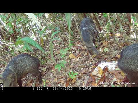 A bicharada na ceva e a macacada atrapalhando o sossego!