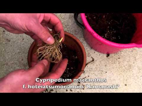 download lagu mp3 mp4 Growing Cypripedium In Pots, download lagu Growing Cypripedium In Pots gratis, unduh video klip Growing Cypripedium In Pots