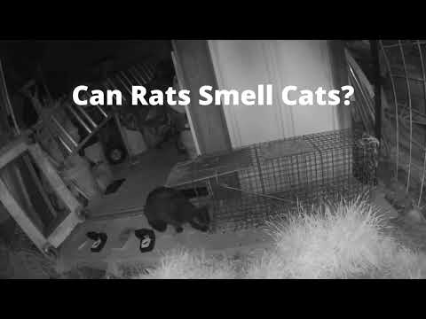 Do Cats Keep Rats Away