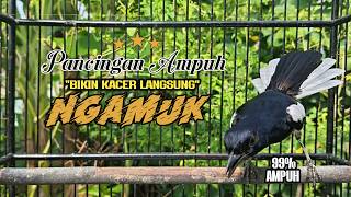 Download lagu Suara Burung Kacer Bikin Lawan Emosi Gacor, Pancingan Kacer Agar Cepat Emosi Gacor mp3 Download lagu Suara Burung Kacer Bikin Lawan Emosi Gacor, Pancingan Kacer Agar Cepat Emosi Gacor mp3