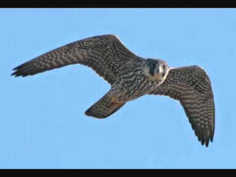 Chojže milá chojže.... - Ľudové piesne z Gemera