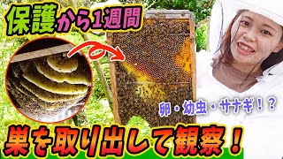 古民家の床下から保護したニホンミツバチの内見をしました