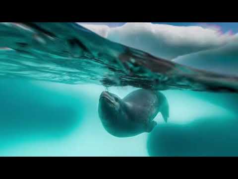 The Cadence of the Antarctic.