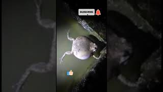 Download lagu Suara katak manggung mp3 Download lagu Suara katak manggung mp3