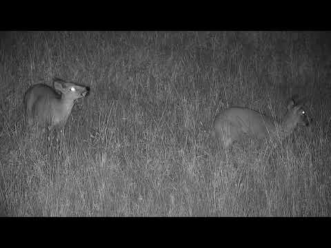 Djuma:  Common Grey Duiker pair - 02:16 - 05/09/19