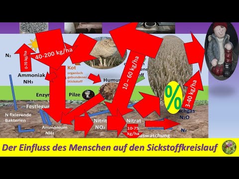 The influence of humans on the nitrogen cycle