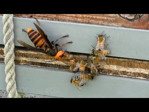 , title : 'Giant Hornets vs. honey bees. differences between WESTERN BEE and JAPANESE BEE.'
