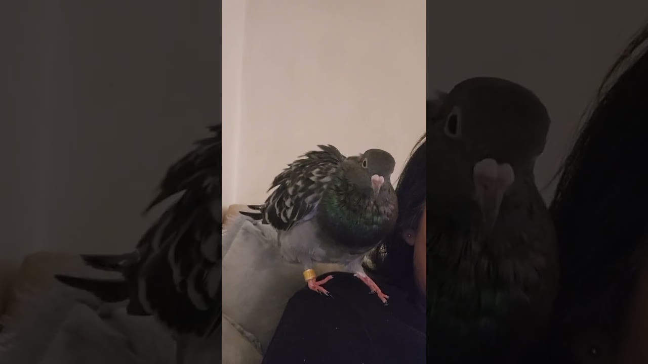 Enlarge Aldi , a ADOPTABLE mixed breed in New York, NY video 5/6