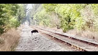 Download lagu LIttle Piggy Lookout! Amtrak Floridain Coming at Full Speed mp3