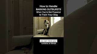 The best way to Deal with Barking Outbursts When You’re Not Ready to Prepare Your Canine #dogtraining #dogtrainer