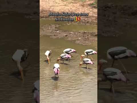 Dinuka Safari Sri Lanka 🇱🇰 Yala National park book now📲+94741003585 www.dinukasafari.com #yalasafari