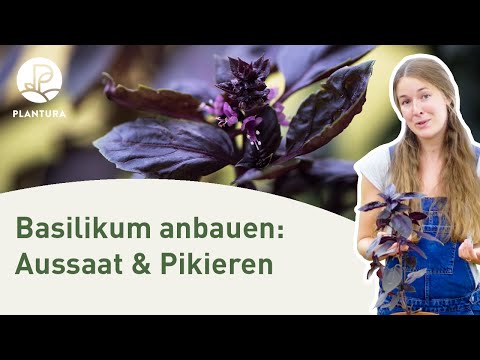Basilikum anpflanzen: Aussaat & pikieren (Anleitung)
