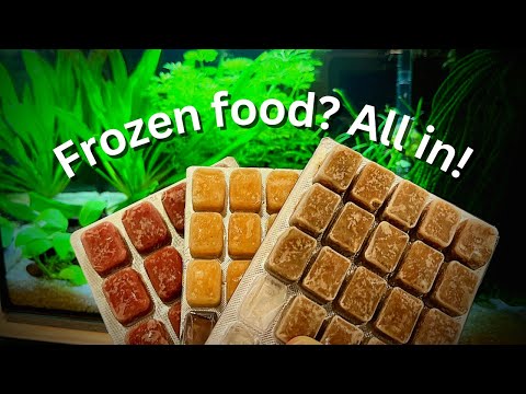 Beginners guide: How to feed frozen fish food to your fish?