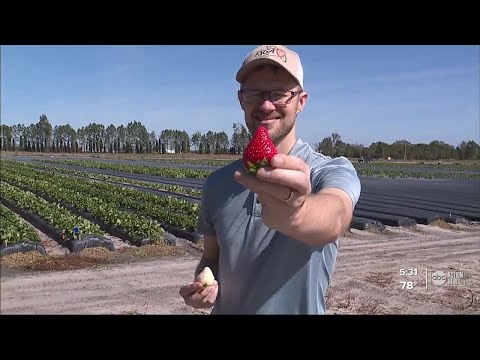 UF researchers saving strawberries and creating new varieties