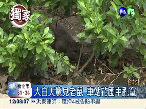 滅鼠失效?! 老鼠北市公然滿街跑