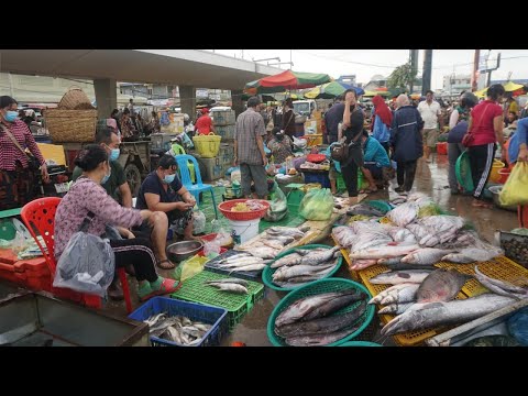 Amazing Site Distributes Fish & SeaFood @Chhbar Ampov - Morning Fish Market Scene