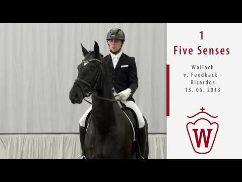 01 Five Senses  Wallach v. Feedback - Ricardos