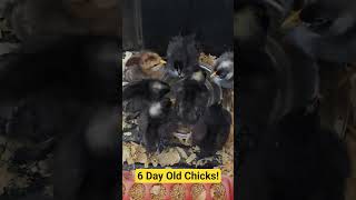 SO Cute! 6 Day Old Hatched Chicks #chicken #fun #birds #babybirds #love #baby #update