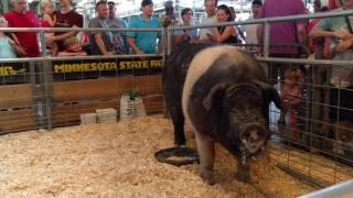 Largest Boar in Minnesota 2016