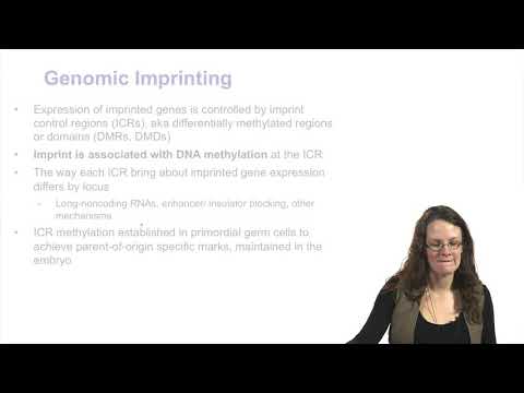 4.2 Epigenetic reprogramming of imprinted genes and repetitive elements - Epigenetic Control of