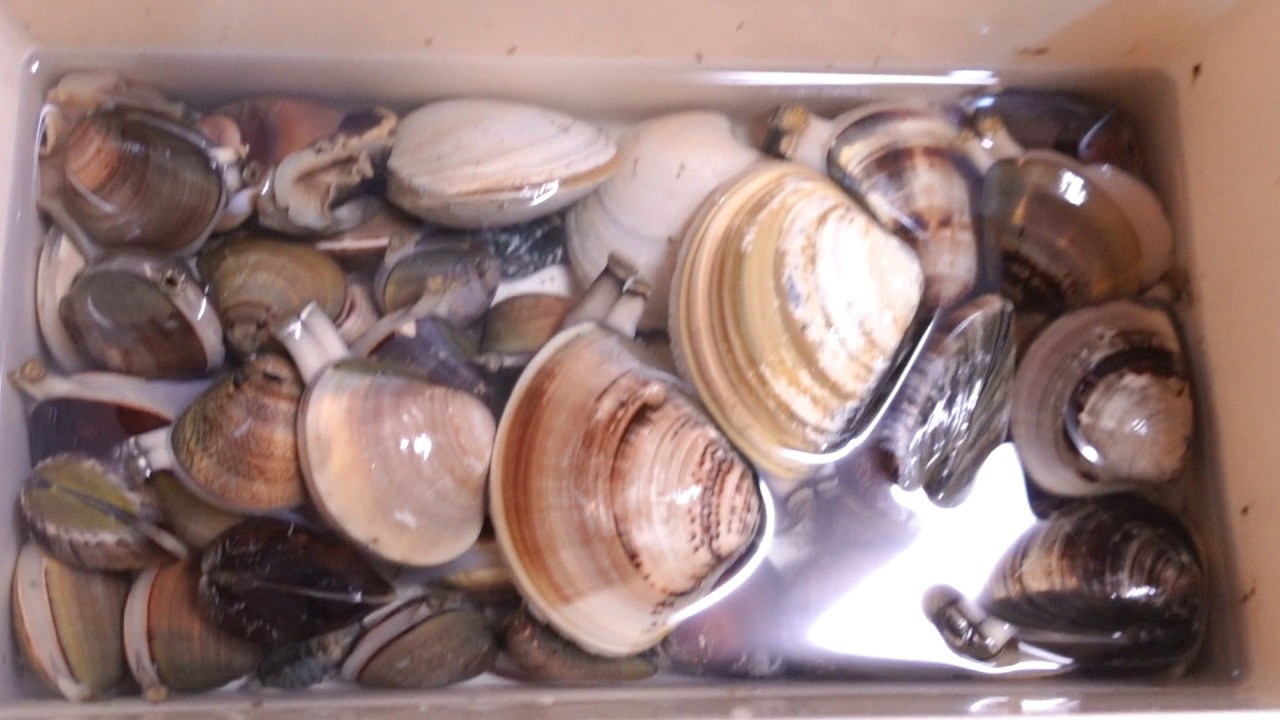 春日浦で潮干狩り！ハマグリ、カガミガイ、ツメタガイ(うんね)で乾杯！