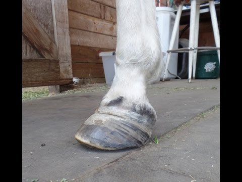 Laminitis Case.  Jasmine