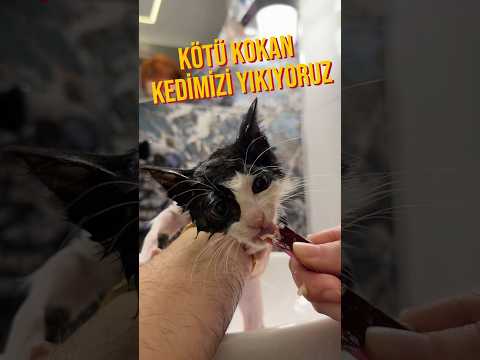 kötü kokan kedimizi yıkıyoruz