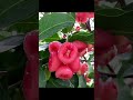 Look So Fresh Fruit Love Fruitrees Fruit Mango Mangovarieties Citrusfruit Artist