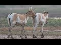 Donkeys Want To MATE In 24 Hours Donkey Mating Season OMG