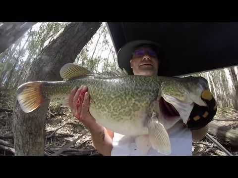 download lagu mp3 mp4 Murray Cod Recipes, download lagu Murray Cod Recipes gratis, unduh video klip Murray Cod Recipes