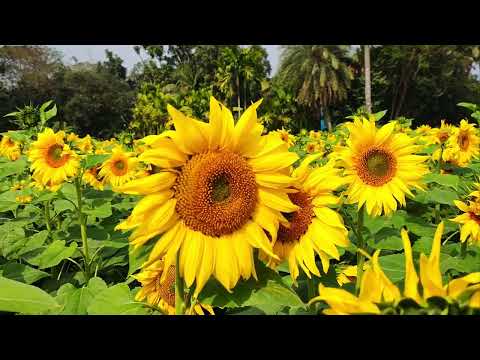 Discovering the Most Beautiful Sunflower Farm #Sunflowers #NatureLovers #shorts  #AestheticNature 